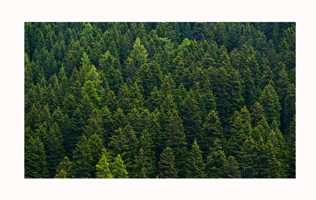 PLANTILLAS PARA FÍONOVAS (8)